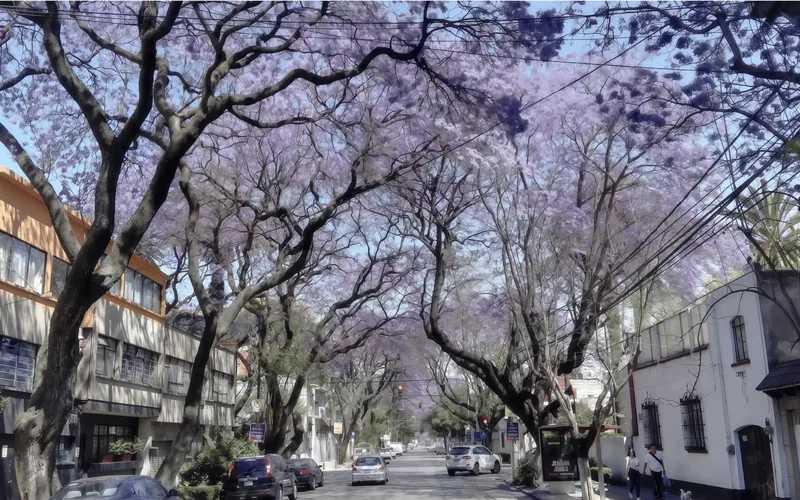 Ambiente urbano y cafeterías de la colonia Narvarte Poniente, Ciudad de México